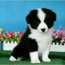 纯种边境牧羊犬价格报价行情 京东