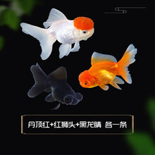 丹頂金魚价格报价行情 京东 丹頂金魚价格报价行情 京东