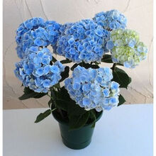 玉绣球花新款 玉绣球花21年新款 京东