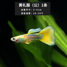 孔雀鱼吃油膜 京东 孔雀鱼吃油膜 京东