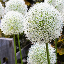 葱的种子新款 葱的种子21年新款 京东