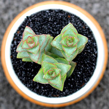 十字星多肉价格报价行情 京东