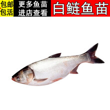 花跳鱼价格多少钱一斤 花跳鱼价格图片 京东生鲜