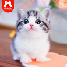 短腿猫价格报价行情 京东