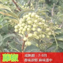 藤椒苗新款 藤椒苗21年新款 京东 藤椒苗新款 藤椒苗21年新款 京东