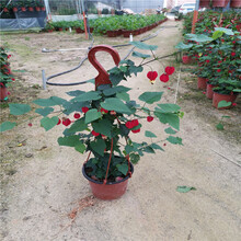 蔓灯笼花价格报价行情 京东 蔓灯笼花价格报价行情 京东