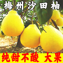沙田柚英语新款 沙田柚英语21年新款 京东