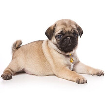 巴哥犬哈巴狗价格报价行情 京东