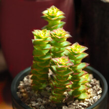 十字星多肉新款 十字星多肉21年新款 京东 十字星多肉新款 十字星多肉21年新款 京东