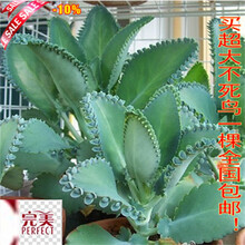 大叶落地生根新款 大叶落地生根21年新款 京东