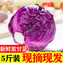 紫甘蓝英语排行 京东