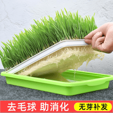 小麦猫砂 京东