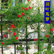 茑萝花种子新款 茑萝花种子年新款 京东