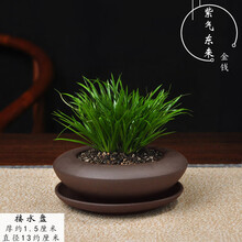 植物紫气东来价格报价行情 京东