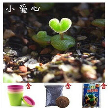 多肉植物小爱心新款 多肉植物小爱心21年新款 京东 多肉植物小爱心新款 多肉植物小爱心21年新款 京东