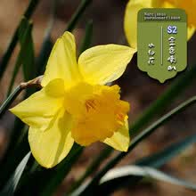 喇叭水仙价格报价行情 京东