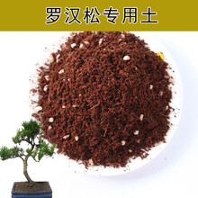 罗汉松肥料价格报价行情 京东