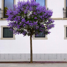蓝花楹苗价格报价行情 京东