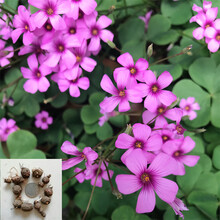 酢浆草种子价格报价行情 京东