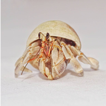 寄居蟹价格报价行情 京东