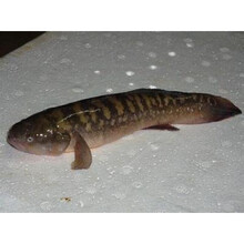 愚港鲜活中华乌塘鳢泥鱼文土鱼涂鳗鱼蟹虎鱼蝤蠓虎杜鳗1斤 500g(3-4条