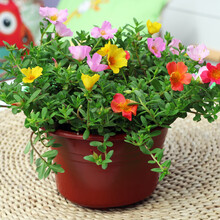 太阳花盆栽价格报价行情 京东