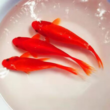 鹦鹉金鱼新款 鹦鹉金鱼21年新款 京东