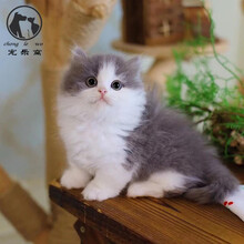 蓝白英短价格报价行情 京东