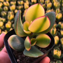 新花月锦新款 新花月锦21年新款 京东