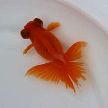 蝶尾金鱼活体活鱼精品黑白红紫熊猫蝶尾包金蝶尾龙睛眼冷水淡水好养