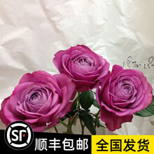 水中花月新款 水中花月年新款 京东