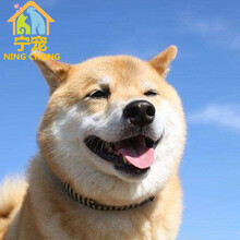 纯种柴犬价格报价行情 京东 纯种柴犬价格报价行情 京东