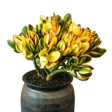 新花月锦新款 新花月锦21年新款 京东