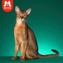 阿比西尼亚猫价格报价行情 京东