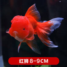 丹頂金魚型号规格 京东