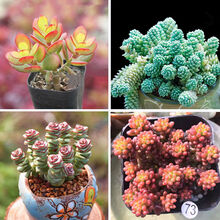 多肉植物月美人新款 多肉植物月美人21年新款 京东