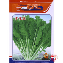 crispifolia Seeds 雪里蕻/雪里红种子500粒 1 bag of 500 Oriental Brassica juncea var 