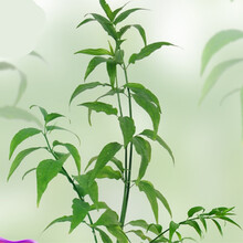 忧遁草盆栽品牌及商品 京东