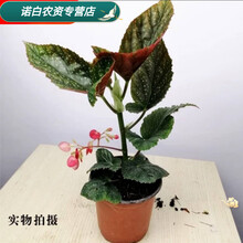 秋海棠花盆栽价格报价行情 京东