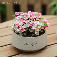 多肉植物造型品牌及商品 京东