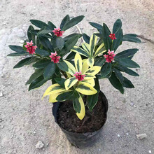 变异草新款 变异草21年新款 京东