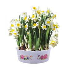 水仙花球根型号规格 京东