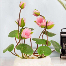 水养植物品种图片 京东