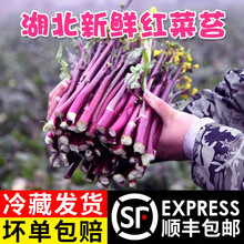 红菜苔预订订购价格 京东