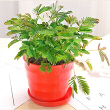 趣味盆栽价格报价行情 京东