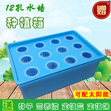 家庭水培蔬菜 京东