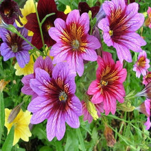 大花耧斗菜种子价格报价行情 京东