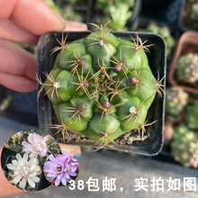 仙人掌牡丹新款 仙人掌牡丹21年新款 京东