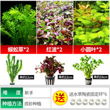 固定水草新款 固定水草21年新款 京东 固定水草新款 固定水草21年新款 京东