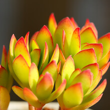 多肉小天狗价格报价行情 京东